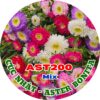 Hạt Giống Hoa Cúc Nhật Aster Bonita – AST201 Tím (Gói 100 hạt) Hạt Giống Phượng Hoàng