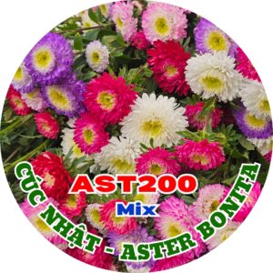 Hạt Giống Hoa Cúc Nhật Aster Bonita – AST201 Tím (Gói 100 hạt) Hạt Giống Phượng Hoàng