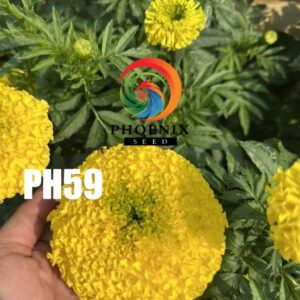 Hoa Vạn Thọ Mỹ Cao Lỡ Cổ Lùn PH59 Vàng Chanh Nhụy Xanh – Hạt Giống Phượng Hoàng