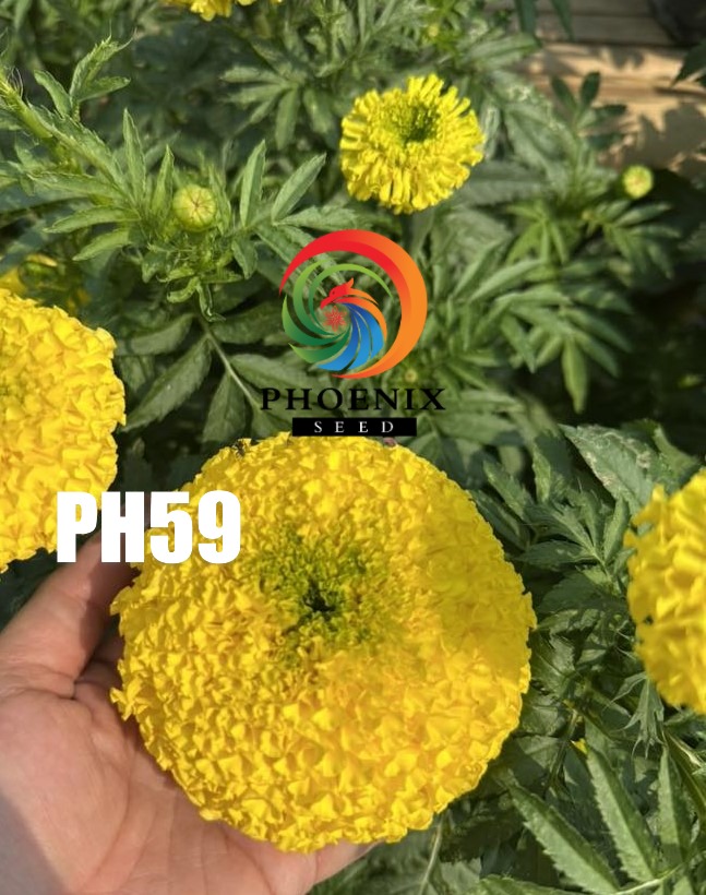 Hoa Vạn Thọ Mỹ Cao Lỡ Cổ Lùn PH59 Vàng Chanh Nhụy Xanh – Hạt Giống Phượng Hoàng