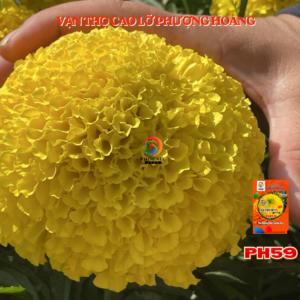 Hoa Vạn Thọ Mỹ Cao Lỡ Cổ Lùn PH59 Vàng Chanh Nhụy Xanh – Hạt Giống Phượng Hoàng