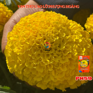 Hoa Vạn Thọ Mỹ Cao Lỡ Cổ Lùn PH59 Vàng Chanh Nhụy Xanh – Hạt Giống Phượng Hoàng