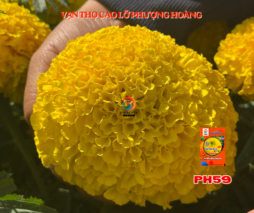 Hoa Vạn Thọ Mỹ Cao Lỡ Cổ Lùn PH59 Vàng Chanh Nhụy Xanh – Hạt Giống Phượng Hoàng
