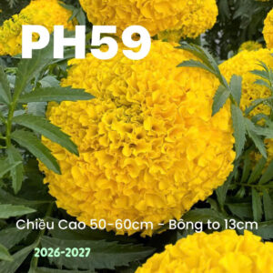 Hoa Vạn Thọ Mỹ Cao Lỡ Cổ Lùn PH59 Vàng Chanh Nhụy Xanh – Hạt Giống Phượng Hoàng