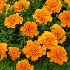 Hoa Vạn Thọ Ban Mai Bông Lớn – MAR152-Endurance Orange (Gói 100 Hạt)