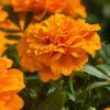 Hoa Vạn Thọ Ban Mai Bông Lớn – MAR152-Endurance Orange (Gói 100 Hạt)