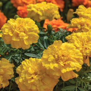 Hoa Vạn Thọ Ban Mai Bông Lớn – MAR151-Endurance Yellow (Gói 100 Hạt)