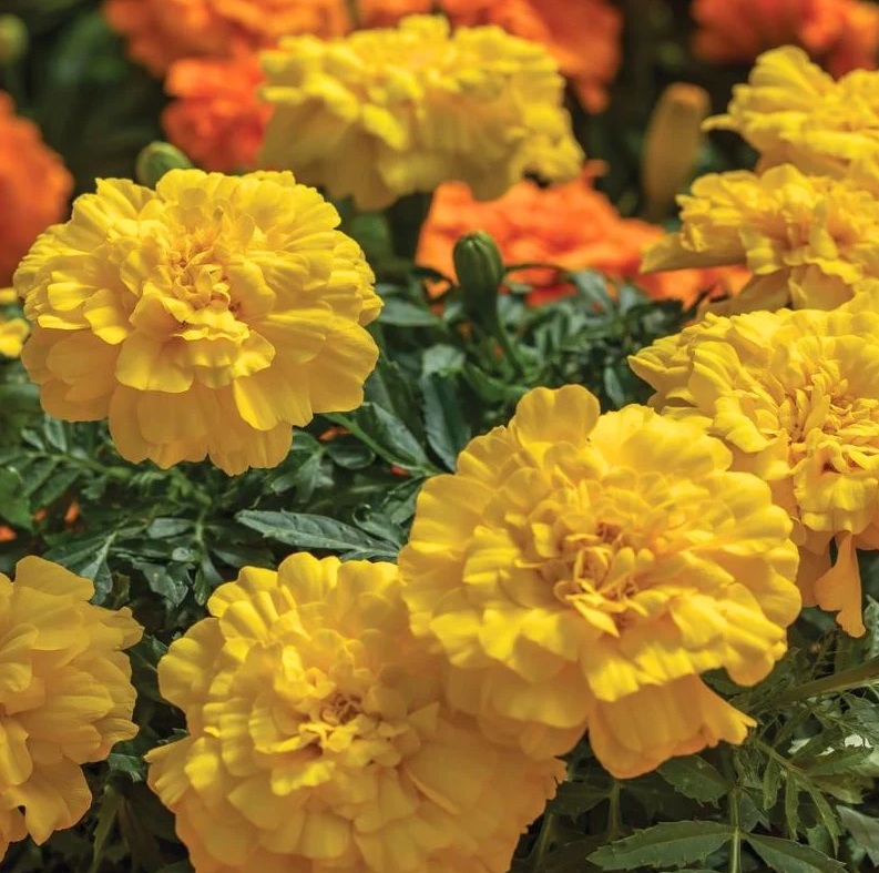 Hoa Vạn Thọ Ban Mai Bông Lớn – MAR151-Endurance Yellow (Gói 100 Hạt)