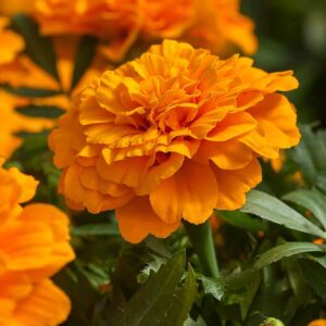 Hoa Vạn Thọ Ban Mai Bông Lớn – MAR152-Endurance Orange (Gói 100 Hạt)