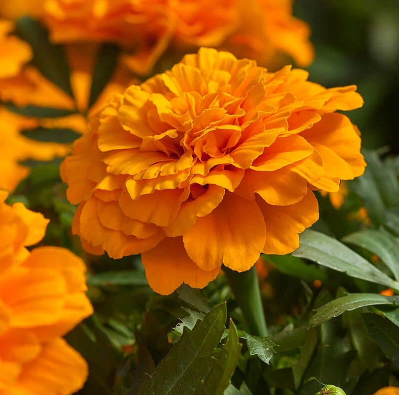 Hoa Vạn Thọ Ban Mai Bông Lớn – MAR152-Endurance Orange (Gói 100 Hạt)