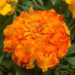 Hoa Vạn Thọ Ban Mai Bông Lớn – MAR153-Endurance – Sunset Gold (Gói 100 Hạt)