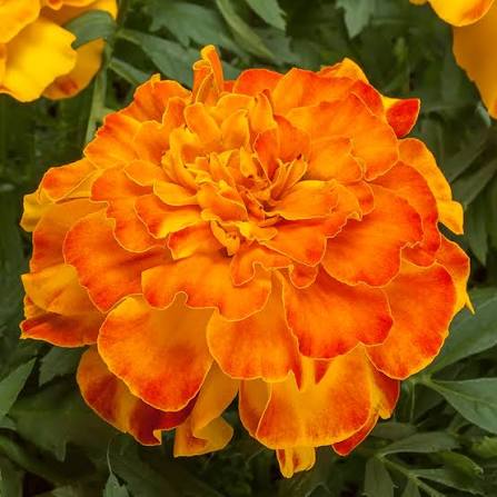 Hoa Vạn Thọ Ban Mai Bông Lớn – MAR153-Endurance – Sunset Gold (Gói 100 Hạt)