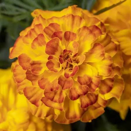 Hoa Vạn Thọ Ban Mai Bông Lớn – MAR153-Endurance – Sunset Gold (Gói 100 Hạt)