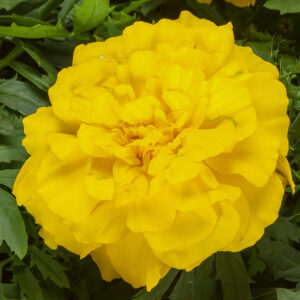 Hoa Vạn Thọ Ban Mai Bông Lớn – MAR151-Endurance Yellow (Gói 100 Hạt)