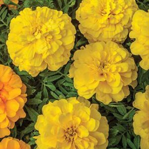 Hoa Vạn Thọ Ban Mai Bông Lớn – MAR151-Endurance Yellow (Gói 100 Hạt)