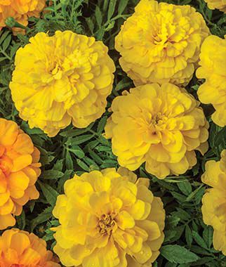 Hoa Vạn Thọ Ban Mai Bông Lớn – MAR151-Endurance Yellow (Gói 100 Hạt)