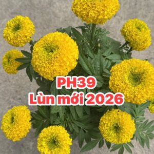 Hạt Giống Vạn Thọ Lùn PH39 Vàng Chanh Nhuỵ Xanh – Hạt Giống Phượng Hoàng