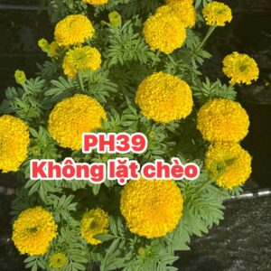 Hạt Giống Vạn Thọ Lùn PH39 Vàng Chanh Nhuỵ Xanh – Hạt Giống Phượng Hoàng