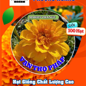 Hoa Vạn Thọ Ban Mai MAR105 – ORANGE – Hạt Giống Phượng Hoàng