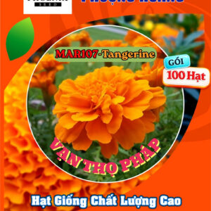 Hoa Vạn Thọ Ban Mai MAR107 – TANGERINE – Hạt Giống Phượng Hoàng